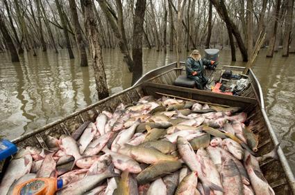 nice things  - carp2.jpg